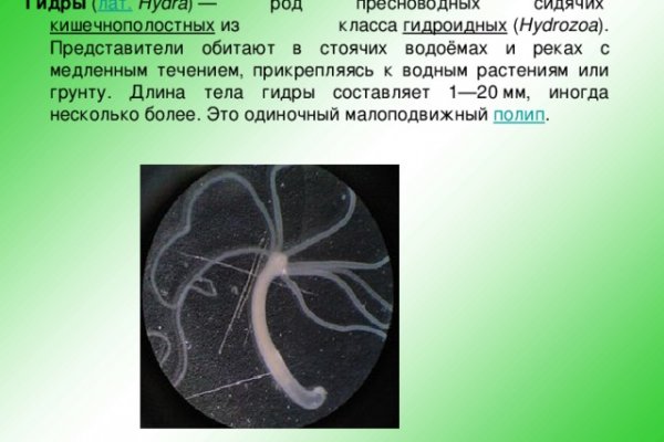 Kraken 5 at